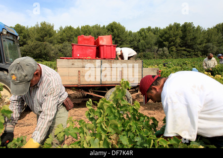 Weinberge-Ernte in Cassis, AOC Wein Chateau de Fontcreuse. Stockfoto