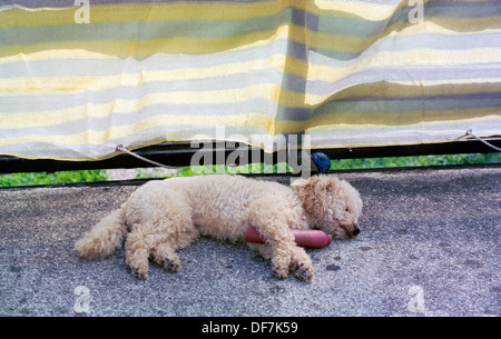 Niedlichen Mini-Pudel, schlafen auf dem Boden mit seinem Spielzeug Stockfoto