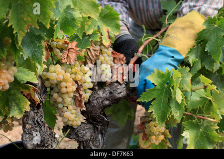 Weinberge-Ernte in Cassis, AOC Wein Chateau de Fontcreuse. Stockfoto