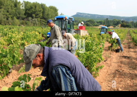 Weinberge-Ernte in Cassis, AOC Wein Chateau de Fontcreuse. Stockfoto