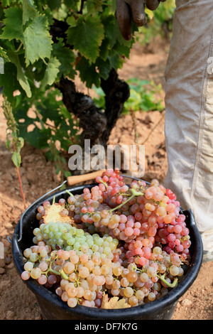 Weinberge-Ernte in Cassis, AOC Wein Chateau de Fontcreuse. Stockfoto