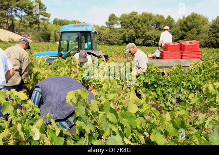 Weinberge-Ernte in Cassis, AOC Wein Chateau de Fontcreuse. Stockfoto