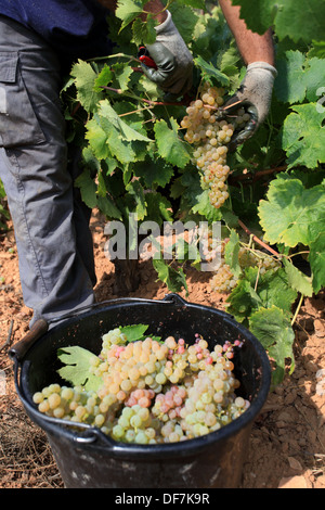 Weinberge-Ernte in Cassis, AOC Wein Chateau de Fontcreuse. Stockfoto