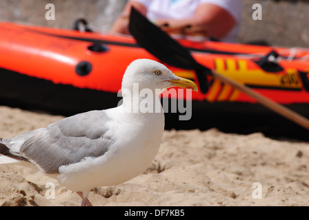 Möwe am Strand Stockfoto