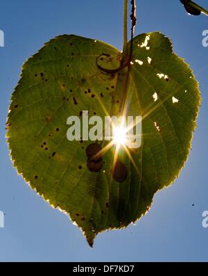 Eine Sonne durch ein Loch in ein Blatt in den Herrenhäuser Gärten in Hannover, 30. September 2013. Foto: PETER STEFFEN Stockfoto