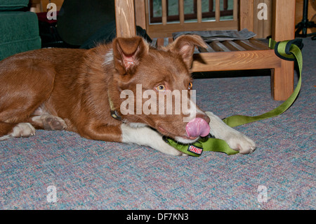 Cross Border-Collie/Australian shepherd Stockfoto