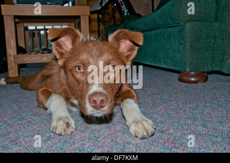 Cross Border-Collie/Australian shepherd Stockfoto