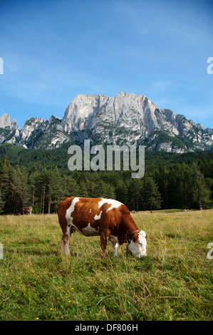 Eine junge Simmentaler Kühe Stockfoto