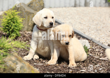 Wunderschöne Labrador Retriever Welpen sitzen in Linie Stockfoto