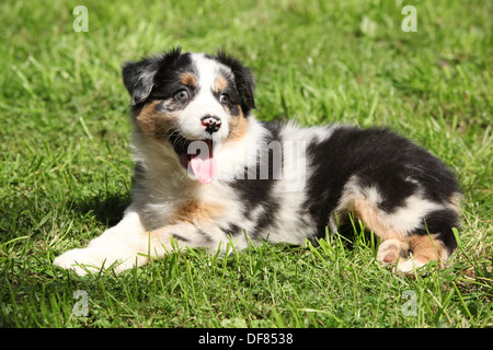 Wunderschön und verrückte australian Shepherd Welpen liegen auf dem Rasen Stockfoto