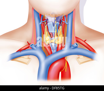 HALS-ANATOMIE Stockfoto