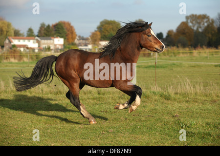 Braun welsh Mountain Pony-Hengst mit schwarzen Haaren, die im Herbst im Galopp Stockfoto