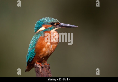 Eisvogel Flusses Kelvin Glasgow Alcedo Atthis Stockfoto