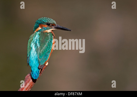 Eisvogel Fluss Kelvin Glasgow Stockfoto