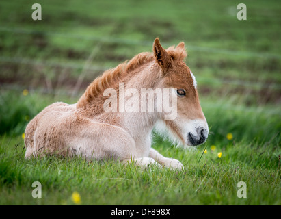 Neugeborene Fohlen, Island.   Reinrassige Islandpferd. Stockfoto