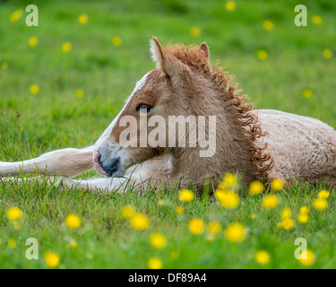 Neugeborene Fohlen, Island.   Reinrassige Islandpferd. Stockfoto