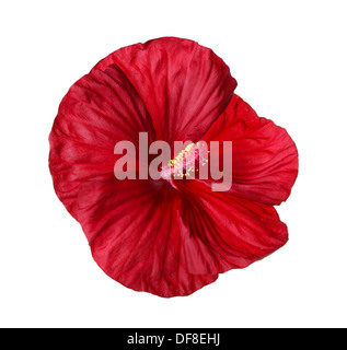 Einzelne Blume ein tiefes rot Hibiskus (Hibiscus Moscheutos Hybride, Sumpf-Eibisch oder Eibisch) isoliert gegen weiß Stockfoto