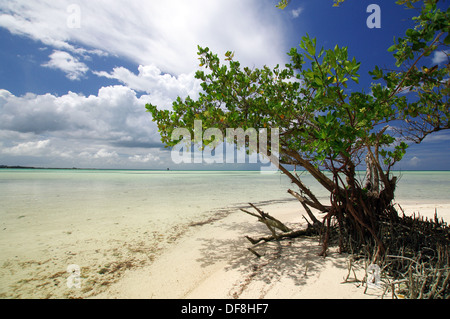 Verlassener Strand in Cayo Coco, Kuba Stockfoto Verlassener Strand in Cayo Coco, Kuba Stockfoto