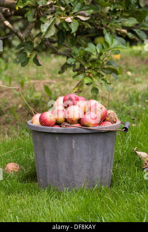 Malus Domestica. Sammeln von Windfall Äpfel in einen Eimer. Stockfoto