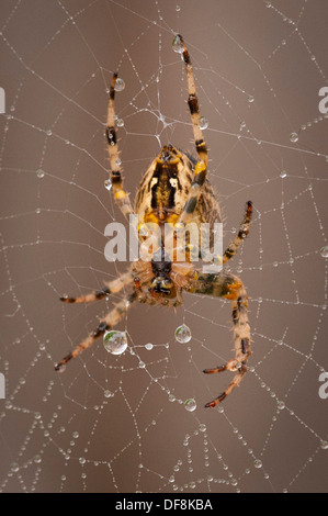 North London Vorort European Garden Spider Cross Orb Araneus Diadematus Spinnen Netz Netze Tau Regen Wasser Tropfen Blätter Stockfoto