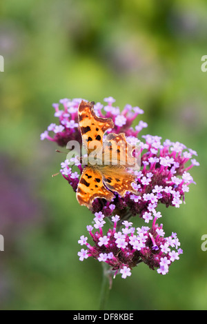 Polygonia c-Album. Komma-Schmetterling auf Verbena Bonariensis. Stockfoto