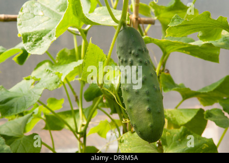 Gurke (Cucumis Sativus) Marketmore auf eine Pflanze wachsen. South Yorkshire, Großbritannien. Stockfoto