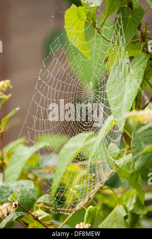 North London Vorort European Garden Spider Cross Orb Araneus Diadematus Spinnen Netz Netze Tau Regen Wasser Tropfen Blätter Stockfoto
