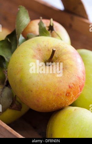 Eine Sussex Trug der frisch gepflückten James Grieve und Grenadier Äpfel. Stockfoto