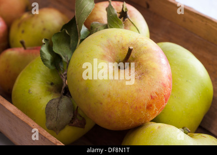 Eine Sussex Trug der frisch gepflückten James Grieve und Grenadier Äpfel. Stockfoto