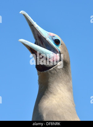 Red-footed Sprengfallen in Galapagos-Inseln Stockfoto