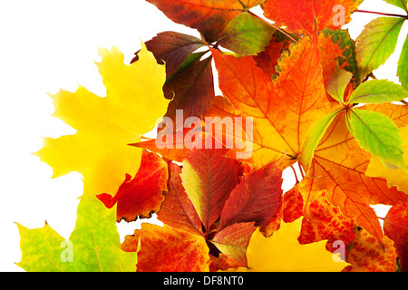 Hintergrund von Herbst bunt Blätter isoliert auf dem weißen Stockfoto