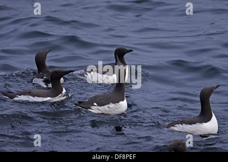 Trottellumme (Uria Aalge) Stockfoto