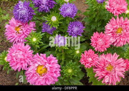 Bunte Callistephus (jährliche Aster) von rosa und lila Farben Stockfoto