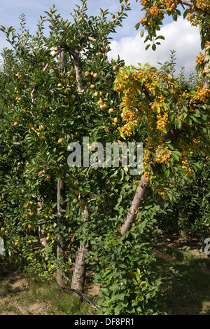 Crab Apple Bestäuber Baum in voller Frucht am Ende einer Reihe von Cordon Äpfel in Gironde, Frankreich Stockfoto