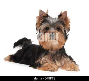 Süße Yorkshire Terrier Welpen auf dem weißen Hintergrund Stockfoto