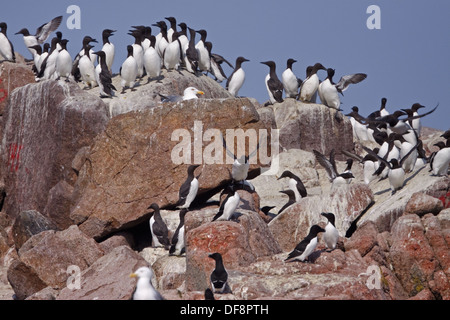 Trottellumme (Uria Aalge) und Tordalken (Alca Torda) Stockfoto