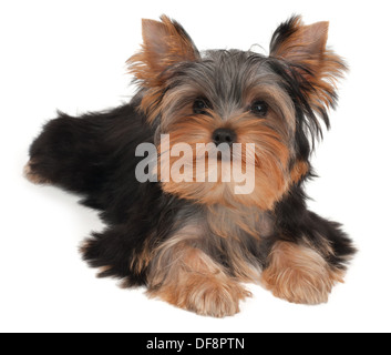 Liebenswert und niedlich Welpen der Yorkshire-Terrier Stockfoto