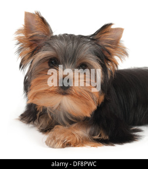 Porträt des Yorkshire-Terrier Welpen auf weiß Stockfoto