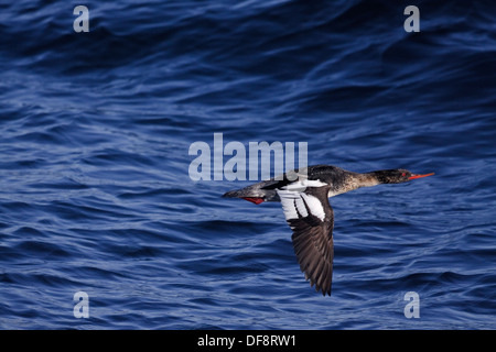 Red-breasted Prototyp männlich (Mergus Serrator) im Flug Stockfoto