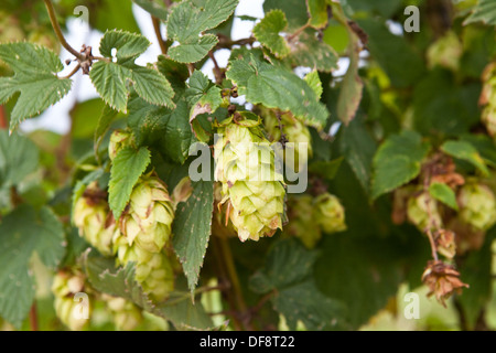 Hopfenzapfen werden in einer Hop Farm (Hop Yard) in Munnsville, New York gesehen. Stockfoto