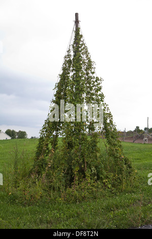 Hopfenzapfen werden in einer Hop Farm (Hop Yard) in Munnsville, New York gesehen. Stockfoto