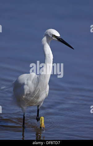 Seidenreiher (Egretta Garzetta) Stockfoto