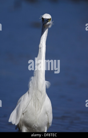 Seidenreiher (Egretta Garzetta) Stockfoto