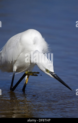 Seidenreiher (Egretta Garzetta) Stockfoto