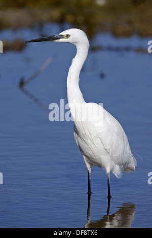 Seidenreiher (Egretta Garzetta) Stockfoto