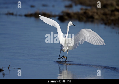 Seidenreiher (Egretta Garzetta) Stockfoto