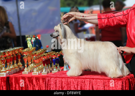 Chinese Crested Dog Puderquaste - in der Haltung Stockfoto