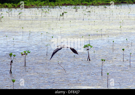 Great Blue Heron fliegen über die Sümpfe - in Cayo Guillermo, Kuba Stockfoto