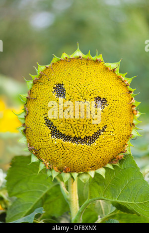 Sonnenblume mit Smiley-Gesicht auf natürlichen grünen Hintergrund Stockfoto