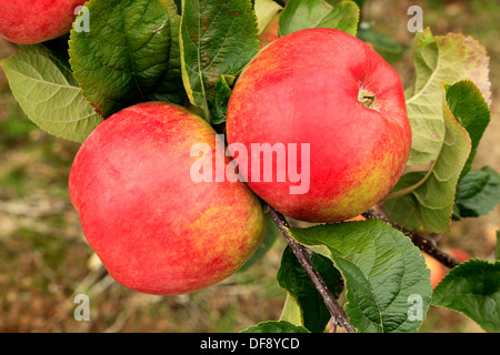 Apple "Bushey Hain", Sorte wächst am Baum, Obst Äpfel England UK Stockfoto
